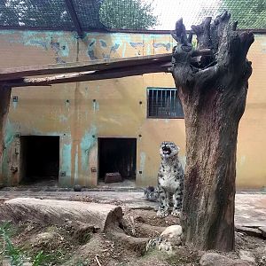 The male snow leopard in old Leopard House