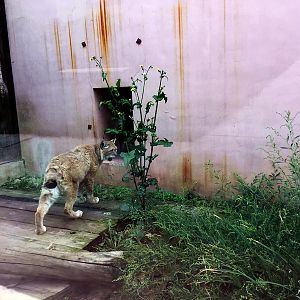 Eurasian Lynx Exhibit