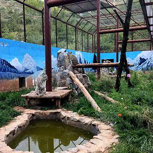 Snow Leopard Exhibit