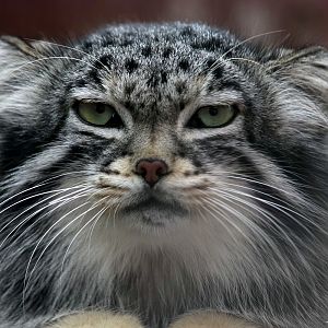Pallas Cat