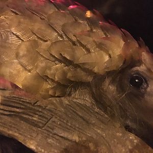 Pangolin