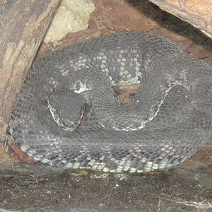Snake ID
