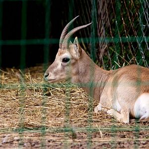 Przewalski's gazelle