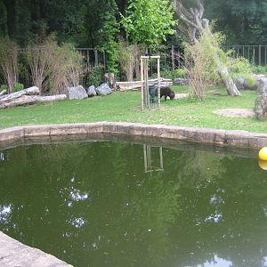Rostock Zoo - Pygmy hippo exhibit