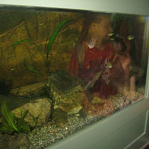 Rostock Zoo - Aquarium - Rainbowfish tank