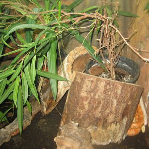 Rostock Zoo - Aquarium - Snake exhibit