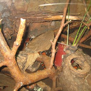 Rostock Zoo - Aquarium - Snake exhibit