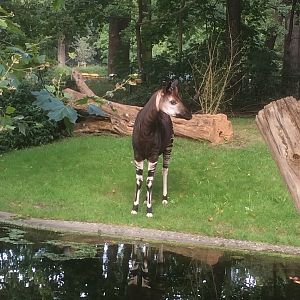 Okapi