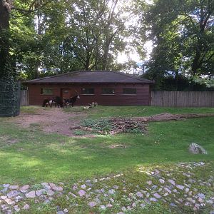 Sable antelope & Kirk's dik dik enclosure