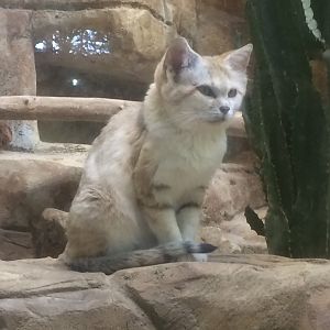 Arabian sand cat
