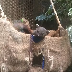 Ring tailed mongoose