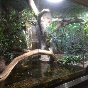 Jaguarundi enclosure