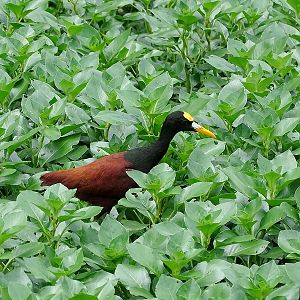 Northern Jacana