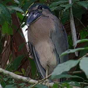 Boat-billed heron
