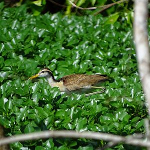 Northern Jacana juvenile