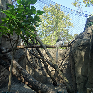 Sep. 2017 - Gorilla World - First Colobus Exhibit