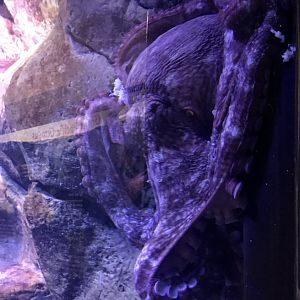 Cthulhu Exhibit