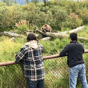 Guest viewing Brown Bear Exhibit.