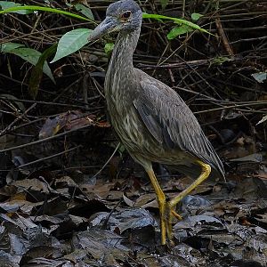 Yellow-crowned night heron, Juvenile
