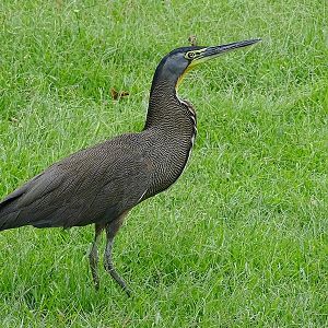 Bare-throated tiger heron