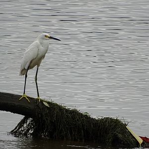 Snowy egret
