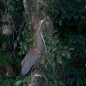 Bare-throated tiger heron