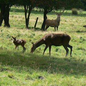 Red Deer - 16 September 2017