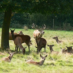 Red Deer - 16 September 2017