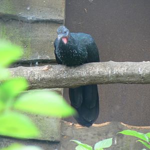 Spix's Guan - 16 September 2017