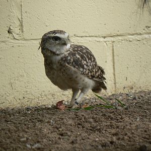 Burrowing Owl - 16 September 2017