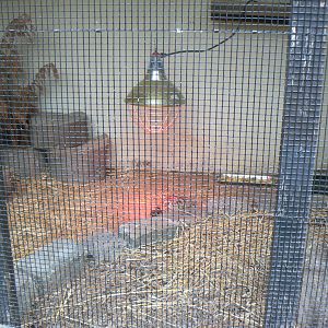 Hermann's Tortoise Enclosure - 16 September 2017