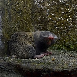 Palestine Mole-rat