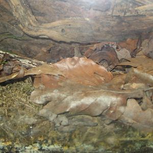 Rostock Zoo - Aquarium - Rose chafer exhibit