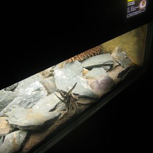 Rostock Zoo - Aquarium - Leopard gecko exhibit