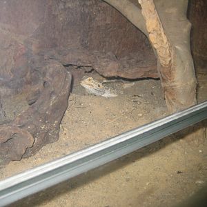 Rostock Zoo - Aquarium - Bearded dragon exhibit
