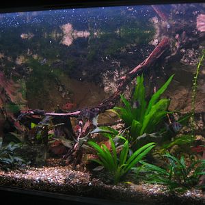 Rostock Zoo - Aquarium - Mixed tetra tank