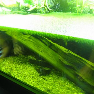 Rostock Zoo - Aquarium - Musk turtle tank