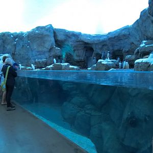 Penguin Plunge - Interior Exhibit