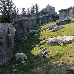 Canadian Wilds - Rocky Mountain Goat Exhibit