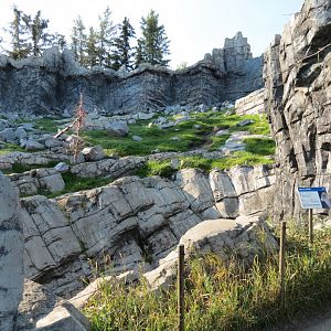 Canadian Wilds - Dall's Sheep Exhibit