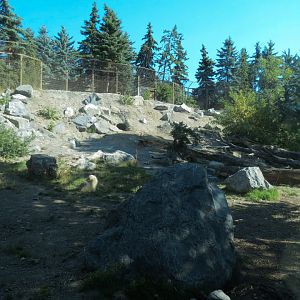 Canadian Wilds - Grizzly Bear Exhibit