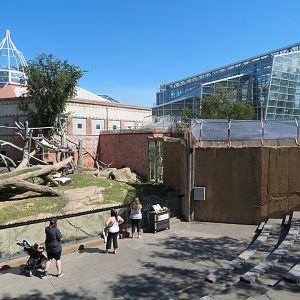 Destination Africa - Western Lowland Gorilla Exhibit