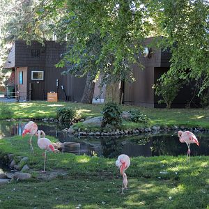 Dorothy Harvie Gardens - Chilean Flamingo Exhibit