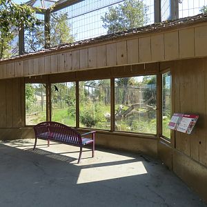Eurasia - Amur Tiger Exhibit