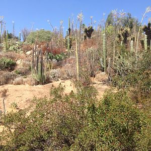 Walkabout Austarlia New Path From Condor Ridge Continued 3