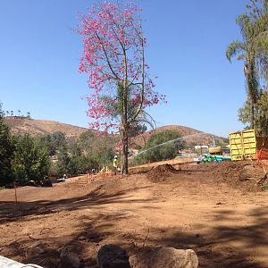 Walkabout Austarlia Near Artificial Tree Exhibit Angle 3