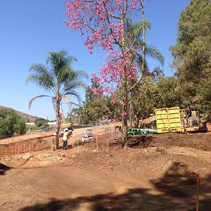 Walkabout Austarlia Near Artificial Tree Exhibit Angle 6