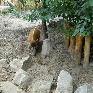 Red River Hog