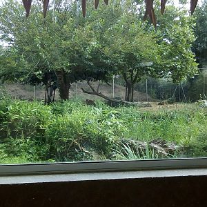 African Lion Exhibit