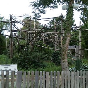 Colombian Spider Monkey Island